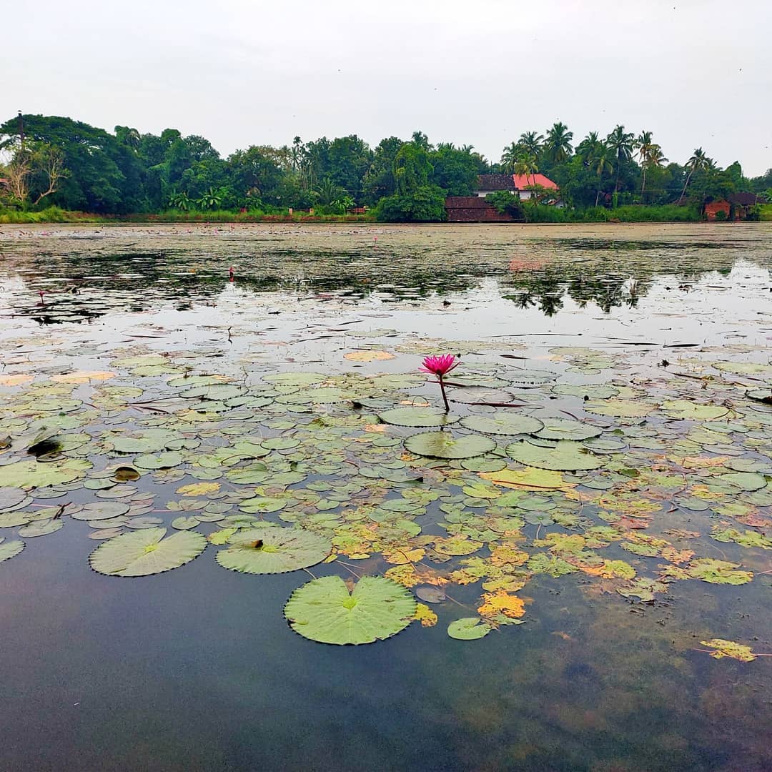 Chirakkal Chira